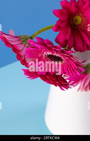 Vertikales Bild von rosa Gerbera-Blüten in weißer Vase und Kopierraum auf blauem Hintergrund Stockfoto