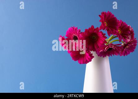 Rosafarbene Gerbera-Blüten in weißer Vase und Kopierraum auf blauem Hintergrund Stockfoto