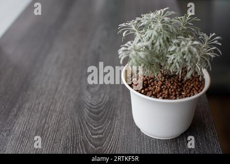 Eine Nahaufnahme von grünen Pflanzen in kleinen weißen Keramiktöpfen auf einem Tisch in einem Haus simuliert eine minimalistische Szene mit Fensterbeleuchtung. Stockfoto