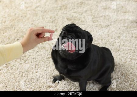 Frau, die dem süßen Mops-Hund Pille im Zimmer gibt, Nahaufnahme Stockfoto