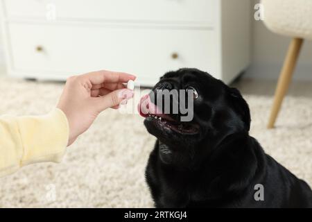 Frau, die dem süßen Mops-Hund Pille im Zimmer gibt, Nahaufnahme Stockfoto