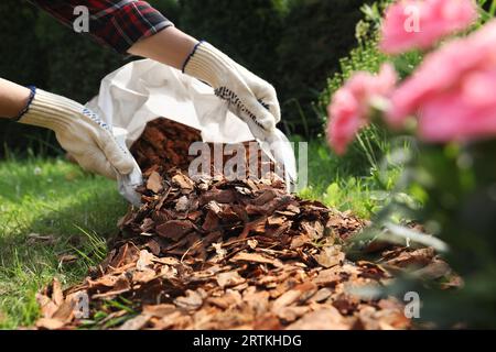 Frau, die Erde mit Rindensplittern im Garten Mulcht, Nahaufnahme Stockfoto