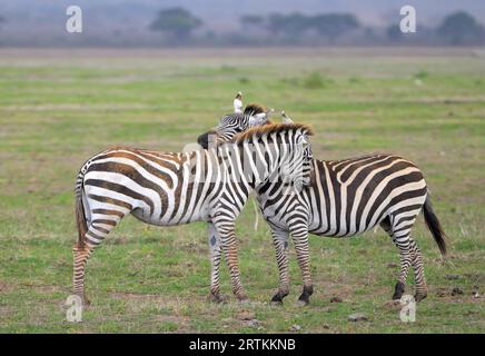 Zwei umarmte Zebras im Amboseli Nationalpark, Kenia Tansania Grenze KE Stockfoto