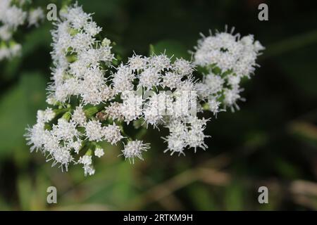 Weiße Schlangenfußblüten im Algonquin Woods in des Plaines, Illinois Stockfoto