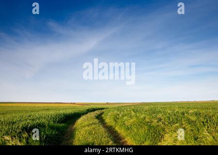 Bild eines Weizenfeldes in den Ebenen der vojvodina in serbien mit grüner Farbe über einem blauen Himmel. Stockfoto