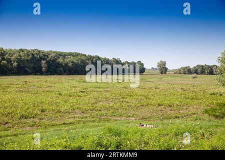 Das Panorama der Obedska Bara in Serbien in Kupinovo. Obedska bara ist ein großes Sumpfwaldgebiet und ein Naturschutzgebiet, das sich entlang des Sparens erstreckt Stockfoto