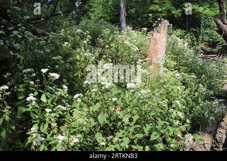 Viele weiße Schlangenfalter blühen in einem Wald im Algonquin Woods in des Plaines, Illinois Stockfoto