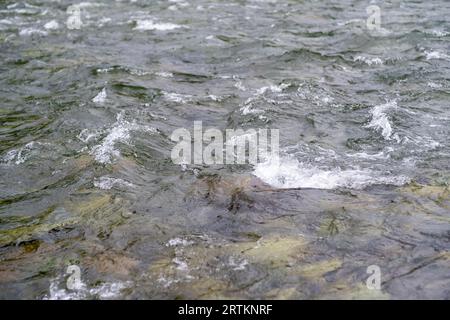 Ein breiter, voll fließender Gebirgsfluss mit einer schnellen Strömung. Große Steine ragen aus dem Wasser. Der große türkisfarbene Gebirgsfluss Katun im Stockfoto