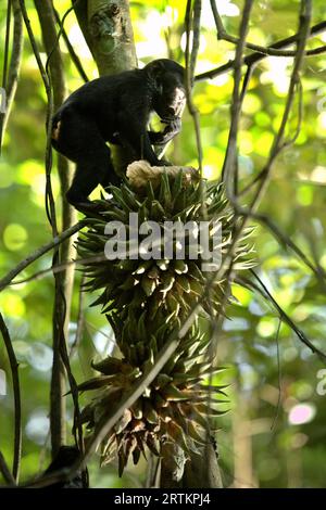 Ein Nachkomme von Makaken (Macaca nigra) erntet Lianenfrüchte während der Nahrungssuche im Tangkoko-Wald, Nord-Sulawesi, Indonesien. Klimawandel und Krankheiten stellen eine neue Bedrohung für Primaten dar, während Makaken mit Hauben zu den 10 % der Primatenarten gehören, die besonders anfällig für Dürren sind. Ein kürzlich erschienener Bericht zeigte, dass die Temperatur im Tangkoko-Wald tatsächlich steigt und der Fruchtbestand insgesamt zurückgeht. Macaca nigra gilt als eine Schlüsselart in ihrem Lebensraum, eine wichtige "Dachart" für den Erhalt der biologischen Vielfalt. Ihre Anwesenheit ist ein guter Indikator für die... Stockfoto