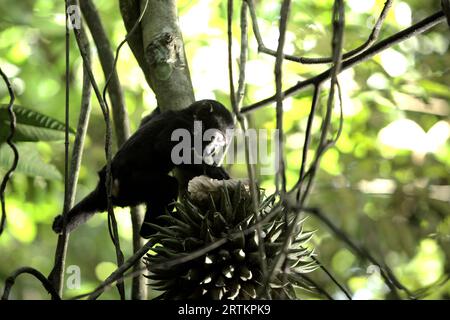 Ein Nachkomme von Makaken (Macaca nigra) erntet Lianenfrüchte während der Nahrungssuche im Tangkoko-Wald, Nord-Sulawesi, Indonesien. Klimawandel und Krankheiten stellen eine neue Bedrohung für Primaten dar, während Makaken mit Hauben zu den 10 % der Primatenarten gehören, die besonders anfällig für Dürren sind. Ein kürzlich erschienener Bericht zeigte, dass die Temperatur im Tangkoko-Wald tatsächlich steigt und der Fruchtbestand insgesamt zurückgeht. Macaca nigra gilt als eine Schlüsselart in ihrem Lebensraum, eine wichtige "Dachart" für den Erhalt der biologischen Vielfalt. Stockfoto