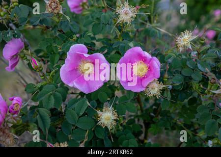 WA23598-00...WASHINGTON - Wild Rose wächst um Cornet Bay im Deception Pass State Park. Stockfoto