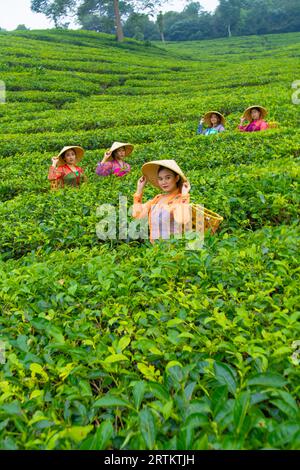 Eine Gruppe von Teepflückern, die in der Mitte eines Teegartens bei der Arbeit während des Tages stehen Stockfoto