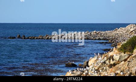 Eine gemischte Herde aus Silbermöwe und Weißwedelzwiebeln, die auf den Felsen von Aramoana Spit, Dunedin, Neuseeland, thront. Einheimische Vögel in Neuseeland Stockfoto