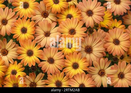 Schöner Hintergrund von tiefgelben Blüten des Osteospermums Nahaufnahme Stockfoto
