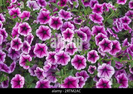 Viele leuchtend violette Petunienblüten. Nahaufnahme, horizontale Ausrichtung. Stockfoto