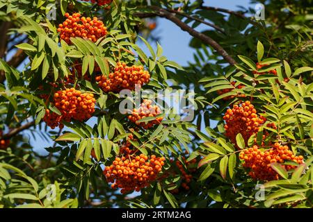 Trauben von ebereschen vor dem Hintergrund von Zweigen und blauem Himmel Stockfoto