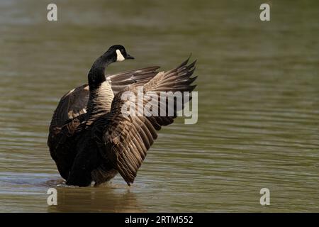 Eine wunderschöne Kanadagans (Branta canadensis), die in einem ruhigen See schwimmen kann Stockfoto