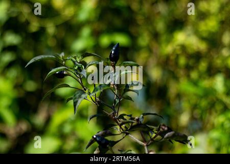 Ein kompakter Busch mit dunkelgrünem Laub. Der schwarze Chilipfeffer oder Piper nigrum ist eine blühende Rebe der Familie Piperaceae, die wegen ihrer Früchte angebaut wird Stockfoto