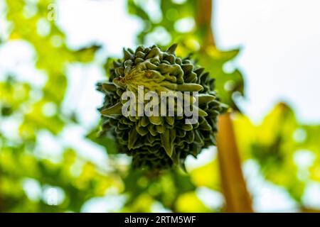 Sie ist allgemein bekannt als Balsambirne, Bitterkürbis, Bittermelone, Karela oder Kugua. Ein großartiges medizinisches Supergemüse, bitterer Kürbis ist eine reiche Quelle von Stockfoto