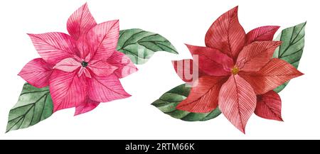 Aquarell-Illustration von Poinsettienblüten in Rot und Rosa mit grünen leuchtenden Blättern. Isoliertes Clipart für Weihnachtsdesign, Drucke, Aufkleber Stockfoto