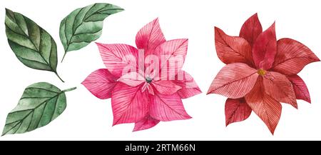 Aquarell-Illustration von Poinsettienblüten in Rot und Rosa mit grünen leuchtenden Blättern. Isoliertes Clipart für Weihnachtsdesign, Drucke, Aufkleber Stockfoto