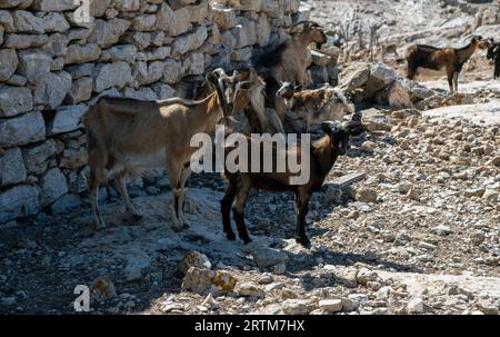 Eine Herde brauner Ziegen, die auf einem kargen Land spazieren Stockfoto