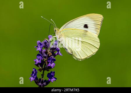 Schmetterling auf Lavendel Blume Stockfoto