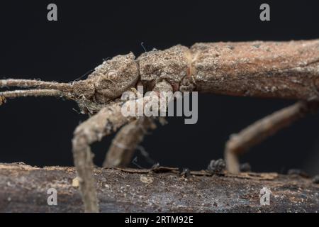 Nahaufnahme der braunen Wanderstockwanze. Stockfoto