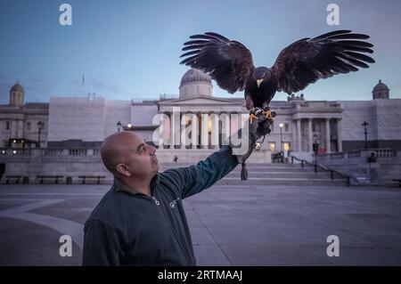 London, Großbritannien. 14. September 2023. Fabio und sein Harris Hawk patrouillieren am Donnerstagmorgen ab 6 Uhr auf dem Trafalgar Square, um die Kontrolle über Tauben auf dem Platz zu behalten. Die Hawk-Patrouillen haben die Population der Tauben von 5.000 auf 1000 Vögel effektiv kontrolliert. Guy Corbishley/Alamy Live News Stockfoto