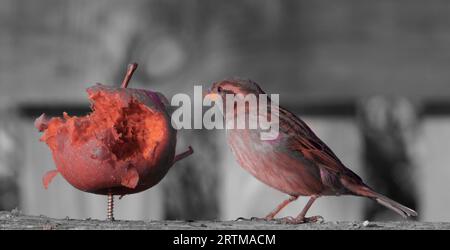 Hausspatzen essen Apfel in surrealen Farben Stockfoto