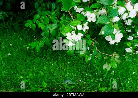 Sammer im Garten. Automatische Bewässerung des grünen Rasens Stockfoto