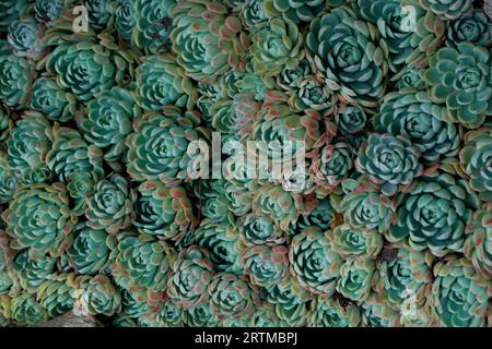 Nahaufnahme eines Teelaktus. Teal Kaktusblätter. Tidewater grüner Hintergrund. Kaktus Pflanzen Muster Tapete. Sukulente Pflanzenmuster. Details eines Nachsukzesss Stockfoto