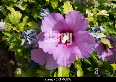 Hibiscus syriacus, Rose von Sharon Stockfoto