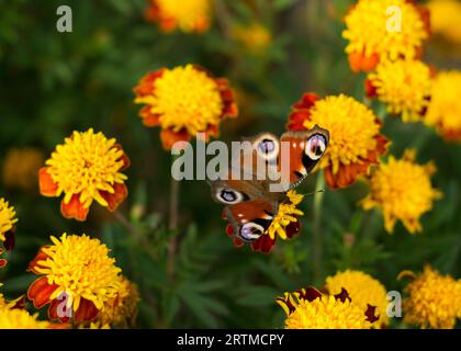 Schmetterling Aglais auf der Tagetes-Blume Stockfoto