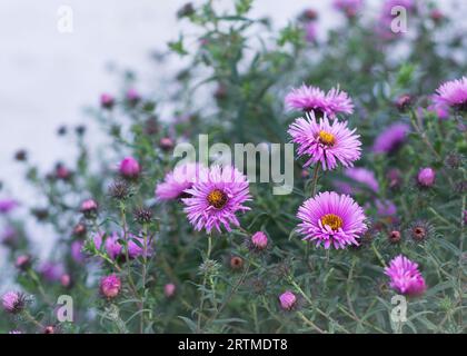 Symphyotrichum novi-belgii, auch bekannt als New York Aster, eine Gattung der Familie Asteraceae Stockfoto