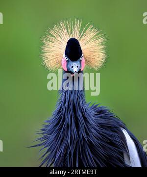 Balearica regulorum oder der grau-gekrönte Kranich und sein erstaunlich schöner und schöner Look, das beste Foto. Stockfoto