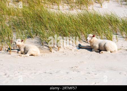 Lämmer entspannen am Strand, an einem sonnigen Sommertag, auf der Insel Sylt, in der Nordsee, Deutschland Stockfoto