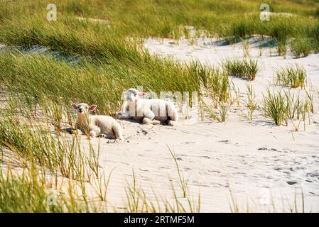 Wunderschöne Landschaft am Morgen mit 2 Lämmern, die sich im Sand entspannen, am Sylt Inselstrand, in der Nordsee, Deutschland Stockfoto