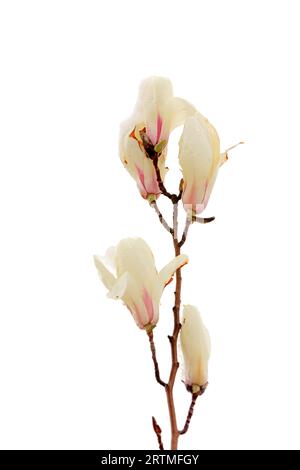 Magnolienblume bedeckt mit Eis und Schnee Stockfoto