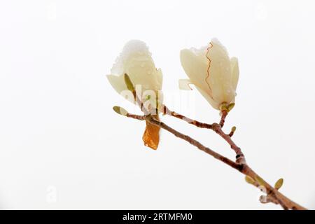 Magnolienblume bedeckt mit Eis und Schnee Stockfoto