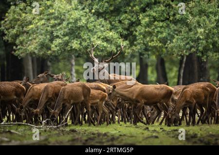 Rambouillet. September 2023. Dieses Foto, das am 13. September 2023 aufgenommen wurde, zeigt Hirsche im Rambouillet-Wald in der Nähe von Paris, Frankreich. Quelle: Aurelien Morissard/Xinhua/Alamy Live News Stockfoto