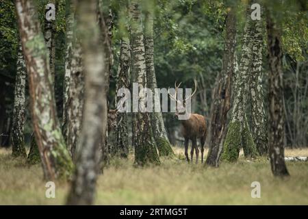 Rambouillet. September 2023. Dieses Foto, das am 13. September 2023 aufgenommen wurde, zeigt Hirsche im Rambouillet-Wald in der Nähe von Paris, Frankreich. Quelle: Aurelien Morissard/Xinhua/Alamy Live News Stockfoto