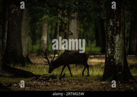 Rambouillet. September 2023. Dieses Foto, das am 13. September 2023 aufgenommen wurde, zeigt ein Hirsch im Rambouillet-Wald in der Nähe von Paris, Frankreich. Quelle: Aurelien Morissard/Xinhua/Alamy Live News Stockfoto