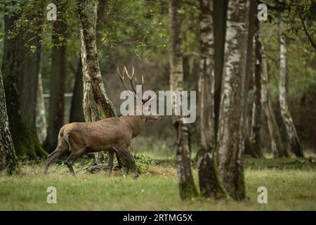 Rambouillet. September 2023. Dieses Foto, das am 13. September 2023 aufgenommen wurde, zeigt ein Hirsch im Rambouillet-Wald in der Nähe von Paris, Frankreich. Quelle: Aurelien Morissard/Xinhua/Alamy Live News Stockfoto