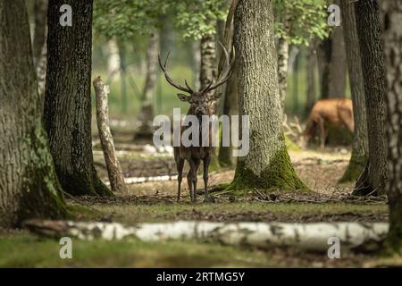 Rambouillet. September 2023. Dieses Foto, das am 13. September 2023 aufgenommen wurde, zeigt Hirsche im Rambouillet-Wald in der Nähe von Paris, Frankreich. Quelle: Aurelien Morissard/Xinhua/Alamy Live News Stockfoto