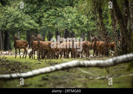 Rambouillet. September 2023. Dieses Foto, das am 13. September 2023 aufgenommen wurde, zeigt Hirsche im Rambouillet-Wald in der Nähe von Paris, Frankreich. Quelle: Aurelien Morissard/Xinhua/Alamy Live News Stockfoto