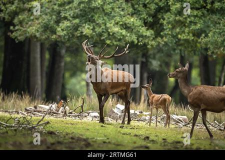 Rambouillet. September 2023. Dieses Foto, das am 13. September 2023 aufgenommen wurde, zeigt Hirsche im Rambouillet-Wald in der Nähe von Paris, Frankreich. Quelle: Aurelien Morissard/Xinhua/Alamy Live News Stockfoto