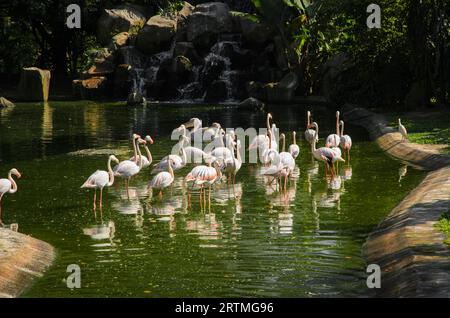 Eine Herde rosafarbener Flamingos, die im Wasser stehen und ruhen. Stockfoto