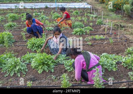 Gärtner arbeiten in einem der Gärten des Goverdan Ecovillage, Maharashtra, Indien Stockfoto