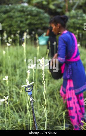 Gärtner pflückt Blumen in Goverdan Ecovillage, Maharashtra, Indien Stockfoto
